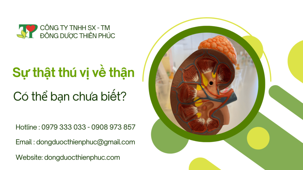 sức khỏe thận
