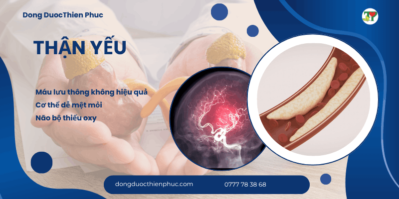 Thận và hệ tuần hoàn Thận và hệ tuần hoàn