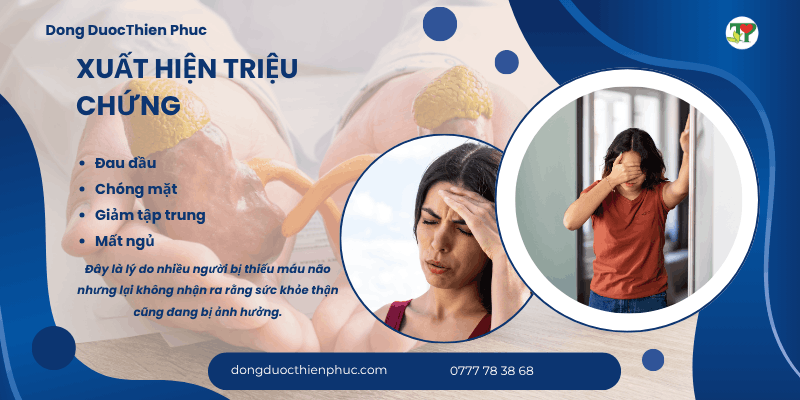 Thận và hệ tuần hoàn Thận và hệ tuần hoàn